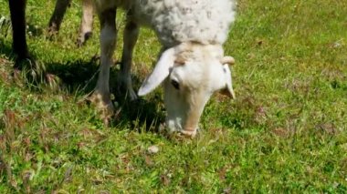 Yeşil çimlerde otlayan koyunlar 