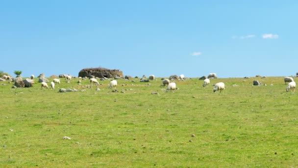 Вівці пасуться на зеленій траві — стокове відео