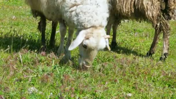 Ovelhas pastando na grama verde — Vídeo de Stock