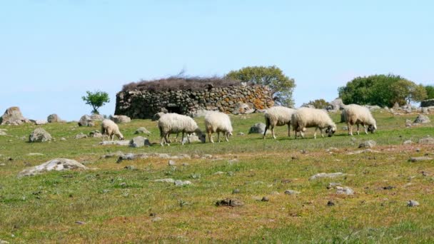 Ovce pasoucí se na zelené trávě — Stock video