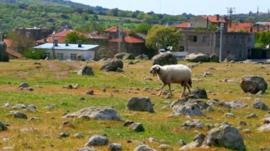 Yeşil çimlerde otlayan koyunlar 