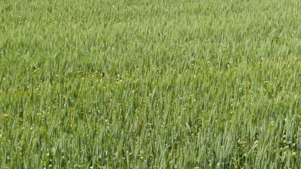 Champ agricole vert 
