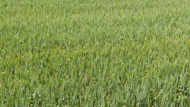 Campo agrícola verde — Vídeo de Stock