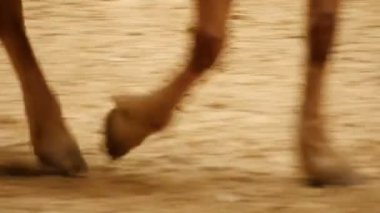 At ayakları ayaklar ile