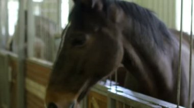 Güzel atlar istikrarlı