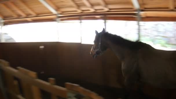 Paarden die in stallen — Stockvideo