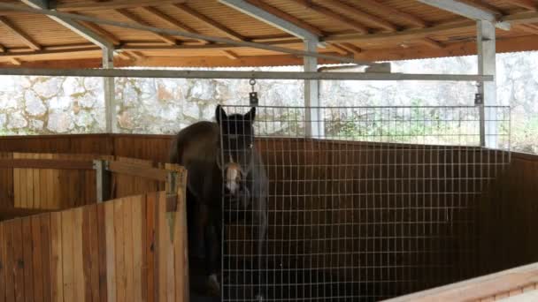 Chevaux courant dans les écuries 