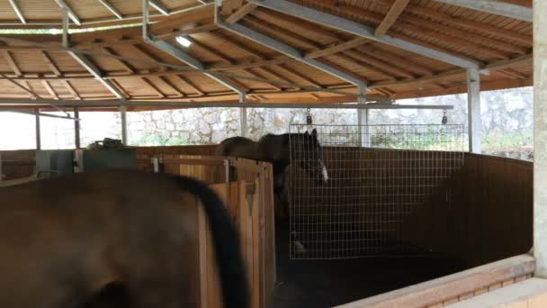 Chevaux courant dans les écuries 