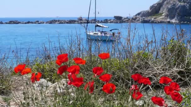 Tulips and yacht in knidos — Stock Video