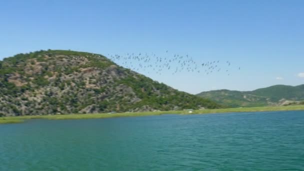 Troupeau d'oiseaux survolant les roseaux — Video