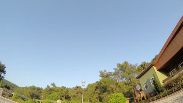 Horse jumping hurdle — Stock Video