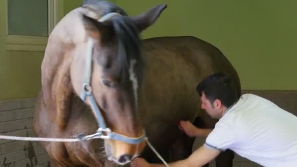 Lavagem e limpeza de cavalos — Vídeo de Stock