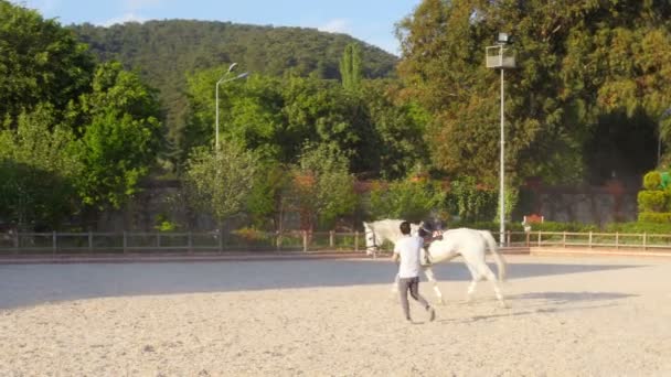 Стейблман греет лошадей — стоковое видео