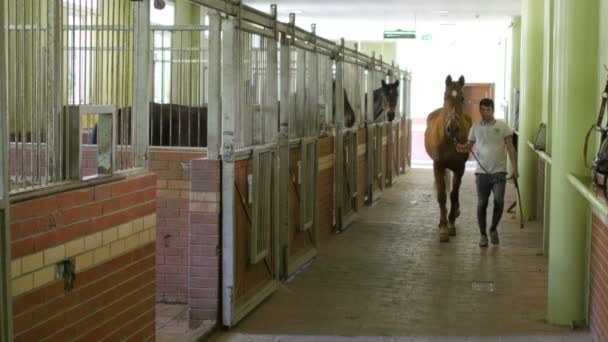 马夫回到马厩的马 — 图库视频影像