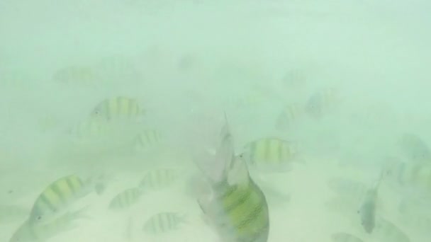Ragazza nuotare in phi phi isola — Video Stock
