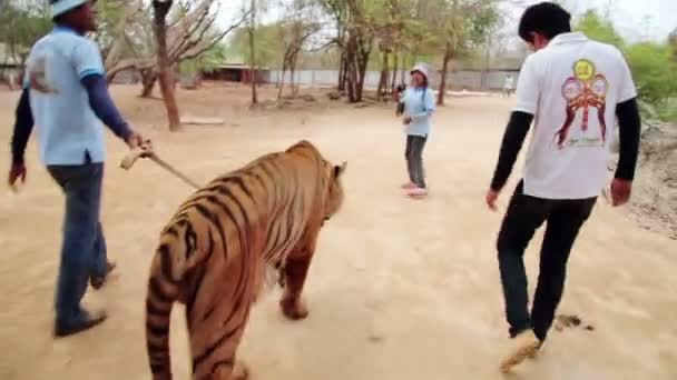 Mennesker i tiger tempel – Stock-video