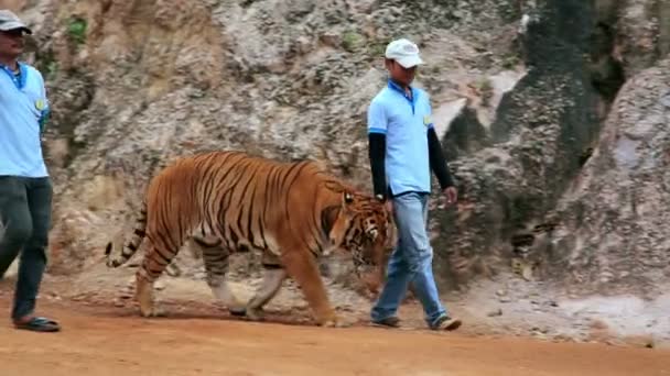 Ludzie w świątyni tygrysa — Wideo stockowe