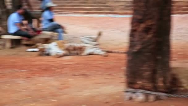 People at tiger temple — Stock Video