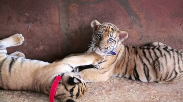 Tiger babies playing — Stock Video