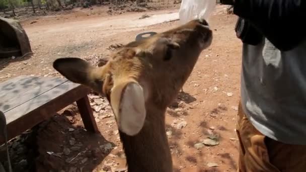 Feeding bambi by hand — Stock Video