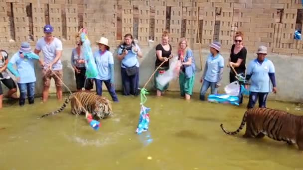Люди играют с тиграми — стоковое видео