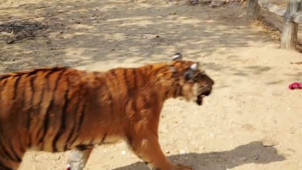 Homme jouant avec des tigres — Video