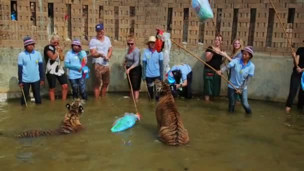 People playing with tigers — Stock Video