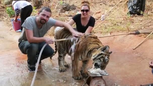 Menschen waschen Tiger — Stockvideo