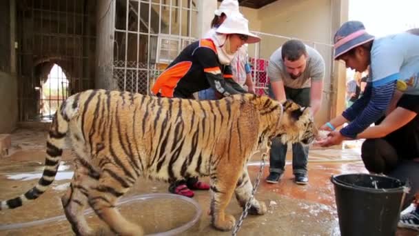 Gente alimentando a tigre a mano — Vídeos de Stock