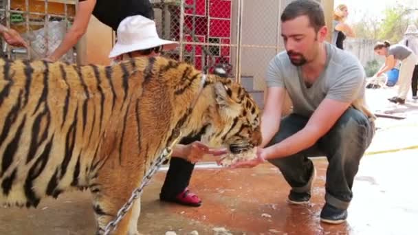 Άνθρωποι σίτιση τίγρης με το χέρι — Αρχείο Βίντεο