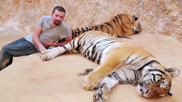 Чоловік сидить біля відпочинку тигрів . — стокове відео