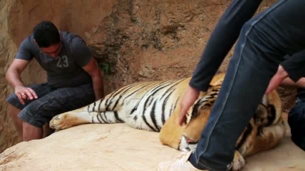 Menschen im Tigertempel — Stockvideo