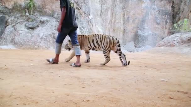 Gente caminando con tigres — Vídeos de Stock