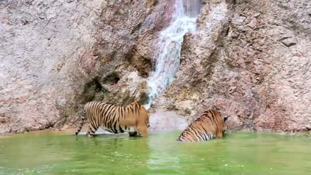 Tijgers in de waterval — Stockvideo