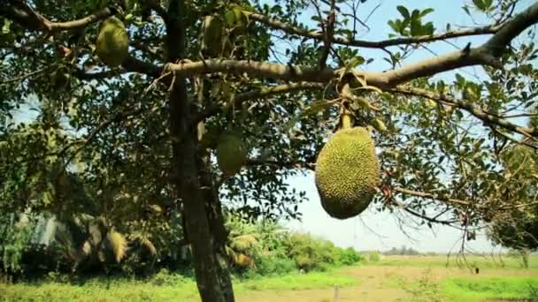 Jackfruit tree — Stock Video