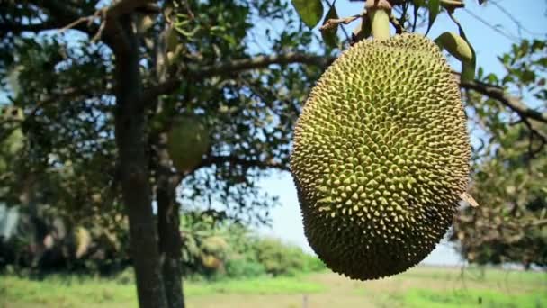 Árbol de jaca — Vídeos de Stock