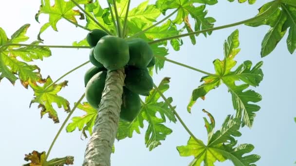 Papaya bomen — Stockvideo
