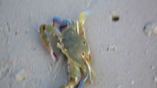 Blauwe krab op strand — Stockvideo