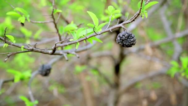 Koffie boom plantage — Stockvideo