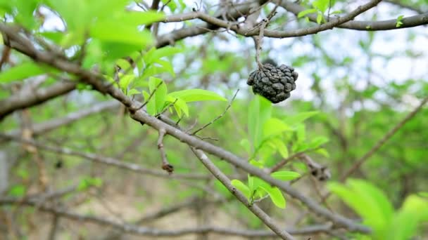 Coffee tree plantation — Stock Video