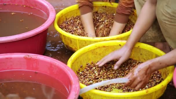 Agricultores lavando café — Vídeos de Stock