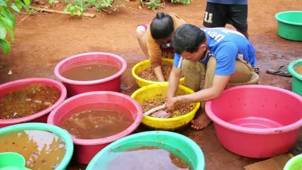 Agricultores lavando café — Vídeo de stock