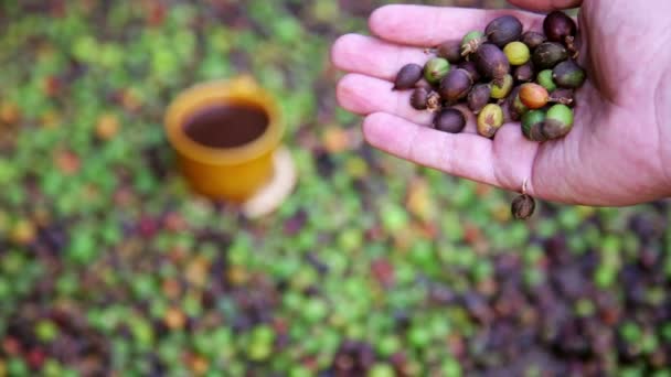 Fresh coffee Beans by hand — Stock Video