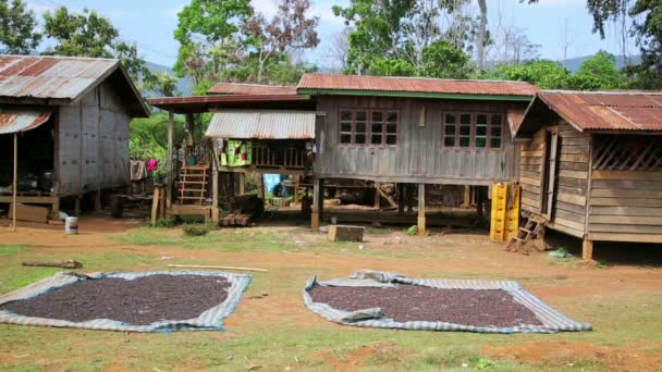 Coffee drying at home — Stock Video