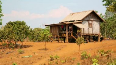 Lao dikim kahve ağacı insanlar