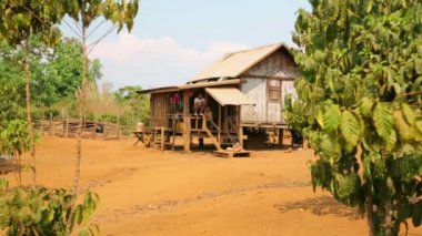 Lao dikim kahve ağacı insanlar