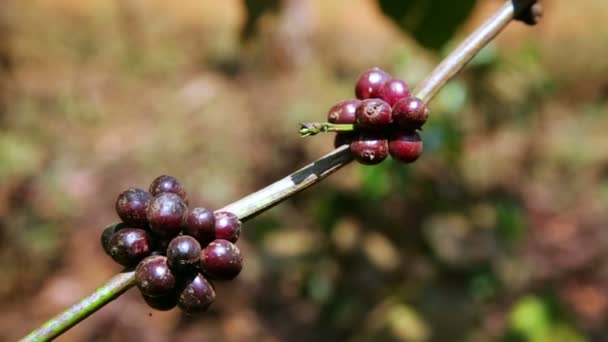 Koffie boom plantage — Stockvideo