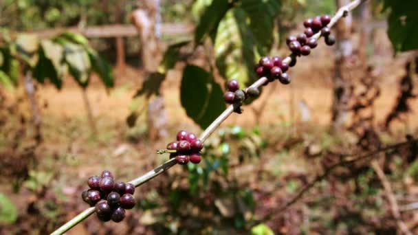 咖啡树种植园 — 图库视频影像