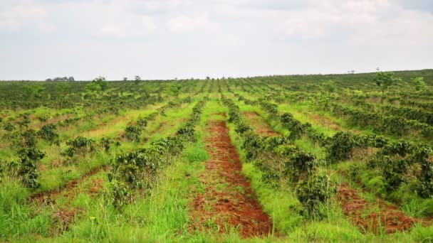 Plantação de árvores de café industrial — Vídeo de Stock