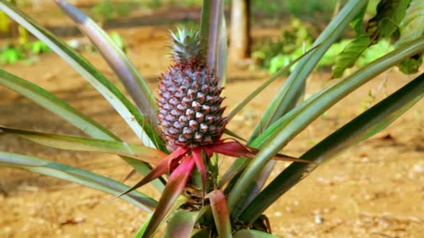 Ananas ovocné plantáže pole — Stock video